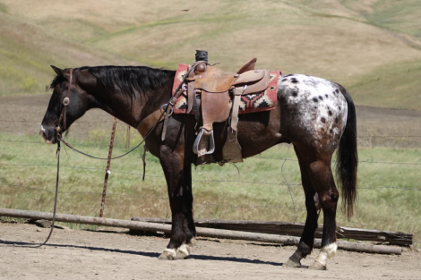 HorseID: 2308354 COMET - PhotoID: 1092494