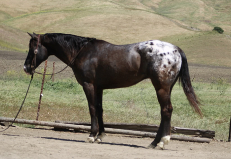 HorseID: 2308354 COMET - PhotoID: 1092496