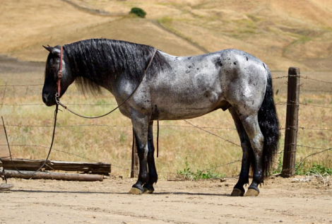 HorseID: 2308354 BLUEY - PhotoID: 1092493