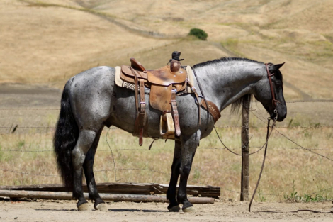 HorseID: 2308354 BLUEY - PhotoID: 1092494