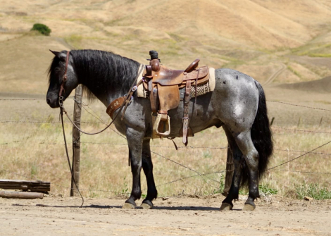 HorseID: 2308354 BLUEY - PhotoID: 1092495