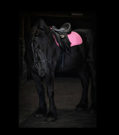 HorseID: 2308358 DIVA - PhotoID: 1092497