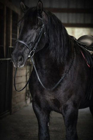 HorseID: 2308358 DIVA - PhotoID: 1092499