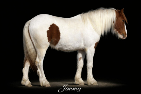 HorseID: 2308358 JIMMY - PhotoID: 1092497