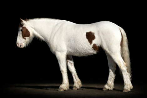 HorseID: 2308358 JIMMY - PhotoID: 1092498