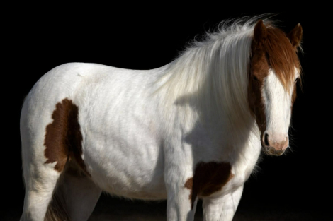 HorseID: 2308358 JIMMY - PhotoID: 1092499