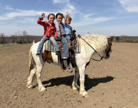 HorseID: 2308358 JIMMY - PhotoID: 1092500