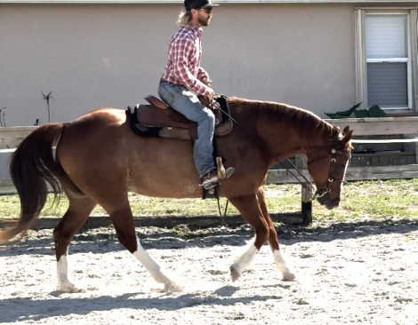 HorseID: 2308404 COWBOYS PREFER CHROME- Versatile QH gelding - PhotoID: 1092550