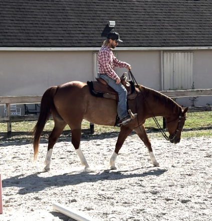 HorseID: 2308404 COWBOYS PREFER CHROME- Versatile QH gelding - PhotoID: 1092551