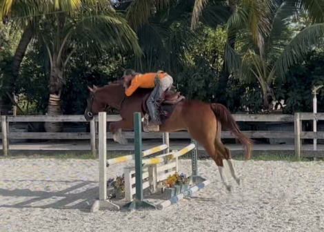 HorseID: 2308404 COWBOYS PREFER CHROME- Versatile QH gelding - PhotoID: 1092552