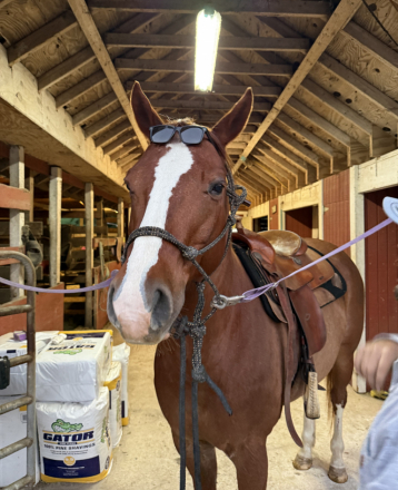 HorseID: 2308404 COWBOYS PREFER CHROME- Versatile QH gelding - PhotoID: 1092553