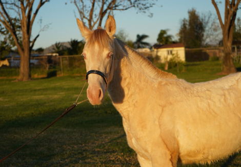 HorseID: 2308476 Barbie BG - PhotoID: 1096303