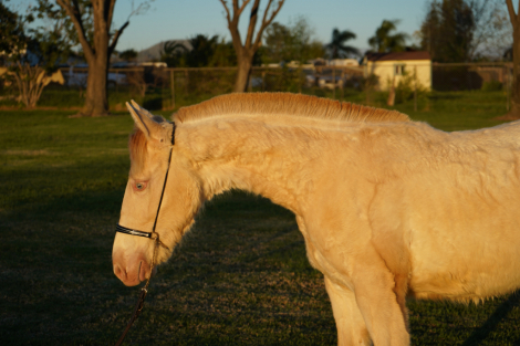 HorseID: 2308476 Barbie BG - PhotoID: 1096304