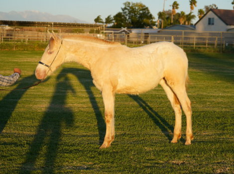 HorseID: 2308476 Barbie BG - PhotoID: 1096305