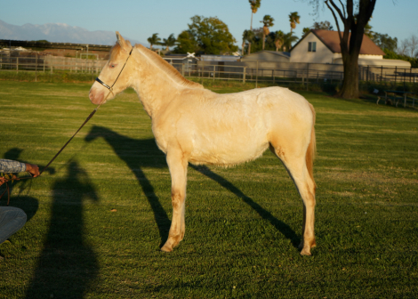HorseID: 2308476 Barbie BG - PhotoID: 1096306