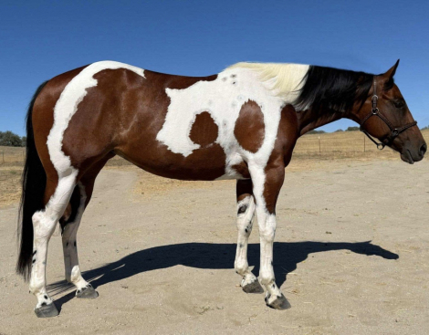HorseID: 2309027 Dash For Corona - PhotoID: 1093354