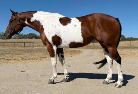 HorseID: 2309027 Dash For Corona - PhotoID: 1096623