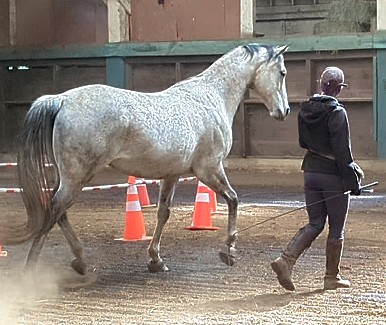 HorseID: 2309088 Tommy - PhotoID: 1093434