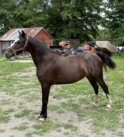 HorseID: 2309284 Jewel - PhotoID: 1095724