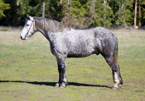 HorseID: 2309387 Umi - PhotoID: 1094869