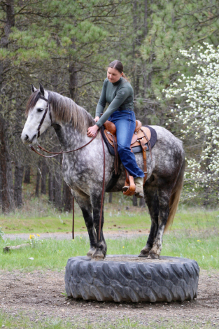 HorseID: 2309387 Umi - PhotoID: 1094869
