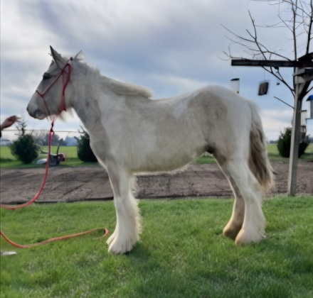 HorseID: 2309589 Panacea's Cowboy Cassenova (Cowboy) - PhotoID: 1094068