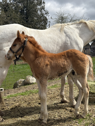 HorseID: 2309594 APHA REG COLT “Cody” - PhotoID: 1095819