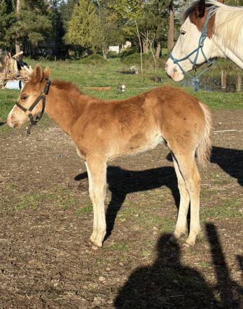 HorseID: 2309594 APHA REG COLT “Cody” - PhotoID: 1095819