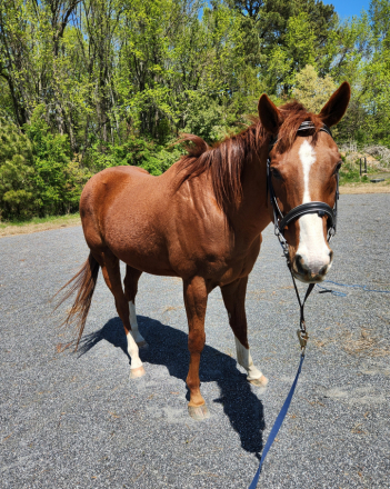 HorseID: 2309599 Pom Frieght - PhotoID: 1096297