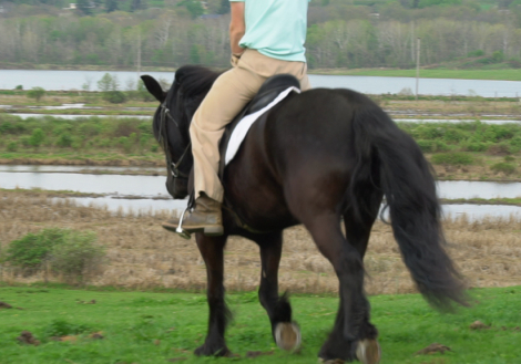 HorseID: 2309685 Felllegend Costello - PhotoID: 1094186