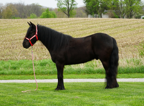 HorseID: 2309685 Felllegend Costello - PhotoID: 1094187