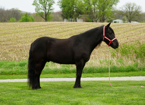 HorseID: 2309685 Felllegend Costello - PhotoID: 1094188