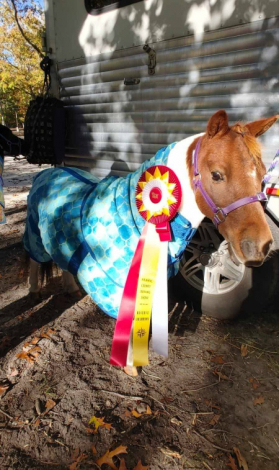 HorseID: 2309740 Willow Winds Gizmo - PhotoID: 1094282