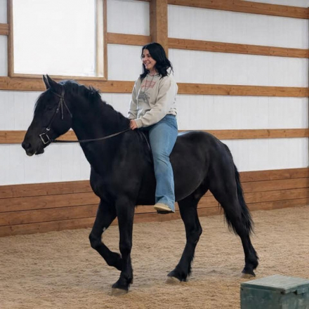 HorseID: 2309758 Magic's Knight AL - PhotoID: 1095467