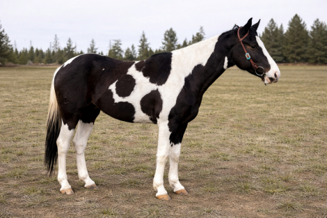 HorseID: 2309830 Justcharmedbythefire - PhotoID: 1095141