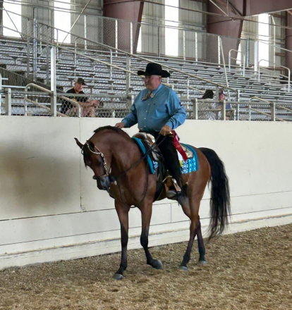 HorseID: 2310118 Lady Nashville - PhotoID: 1094714