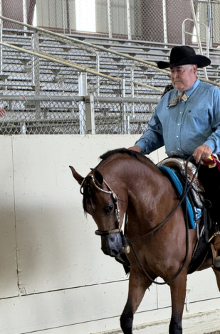 HorseID: 2310118 Lady Nashville - PhotoID: 1094715
