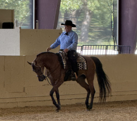 HorseID: 2310118 Lady Nashville - PhotoID: 1094716