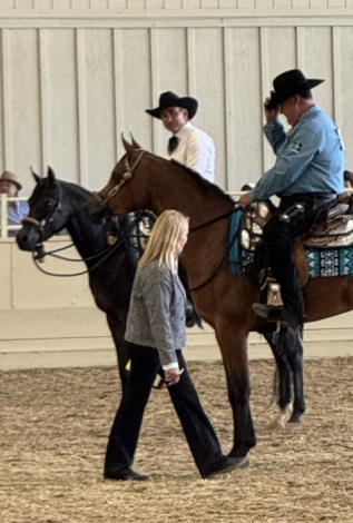 HorseID: 2310118 Lady Nashville - PhotoID: 1096776