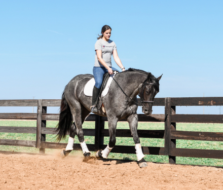 HorseID: 2310219 Clifford - PhotoID: 1095602