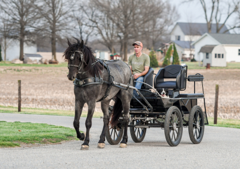 HorseID: 2310219 Clifford - PhotoID: 1095603
