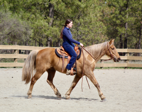 HorseID: 2310232 Big Talks Ivory Chance - PhotoID: 1094870