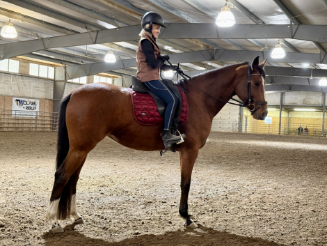 HorseID: 2310260 Something Royal - PhotoID: 1095997