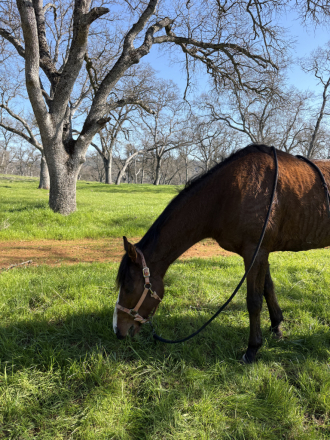 HorseID: 2310290 JAC (Just A Command) - PhotoID: 1095730
