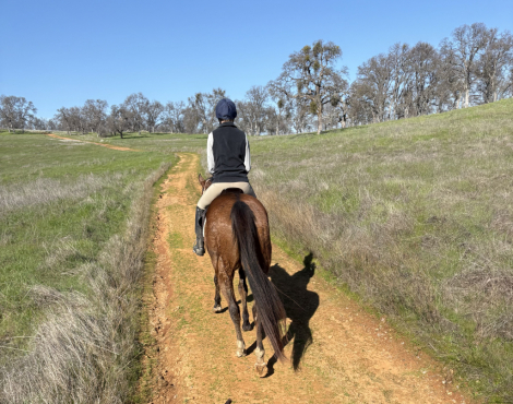 HorseID: 2310290 JAC (Just A Command) - PhotoID: 1095731