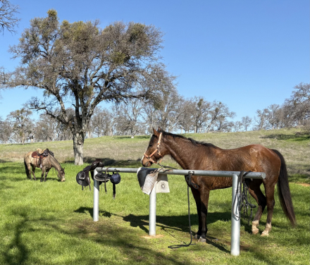 HorseID: 2310290 JAC (Just A Command) - PhotoID: 1095732