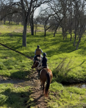 HorseID: 2310290 JAC (Just A Command) - PhotoID: 1095733