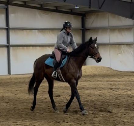 HorseID: 2310312 Much About One - PhotoID: 1095911