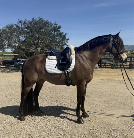 HorseID: 2310391 Ringo Star - PhotoID: 1095255