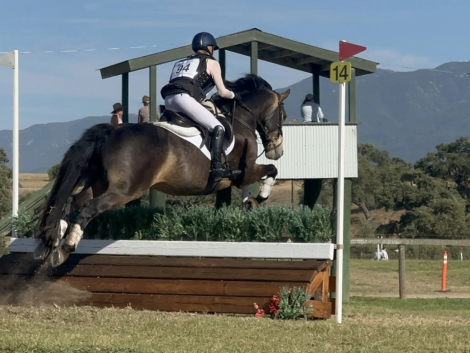 HorseID: 2310391 Ringo Star - PhotoID: 1095256